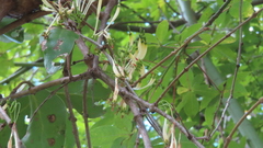 Dendrophthoe falcata