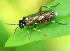 Macrophya punctumalbum