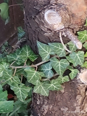 Hedera helix