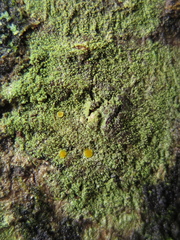 Lacrima aphanotripta
