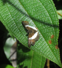 Eburuncus unifasciata