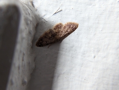 Idaea celtima