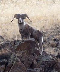 Ovis ammon