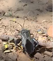 Pachylis laticornis
