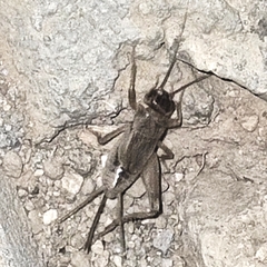 Gryllodes sigillatus