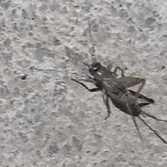 Gryllodes sigillatus