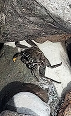 Grapsus adscensionis