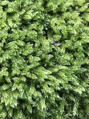 Hypnum cupressiforme