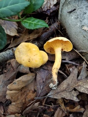 Cantharellus persicinus