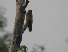 Cacomantis passerinus