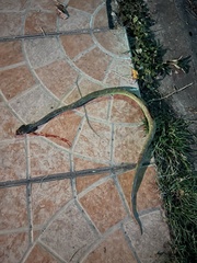 Trimeresurus macrops