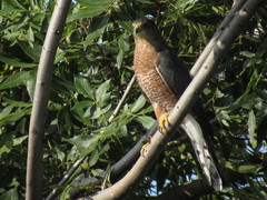 Accipiter cooperii