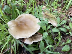 Clitocybaceae