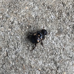 Dichotomius carolinus