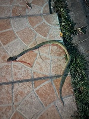 Trimeresurus macrops