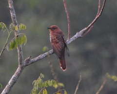 Cacomantis passerinus