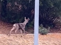 Odocoileus hemionus