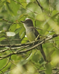Myiarchus swainsoni