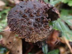 Strobilomyces confusus