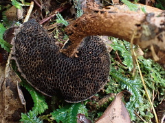 Strobilomyces confusus