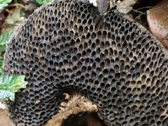 Strobilomyces confusus