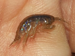 Gammarus
