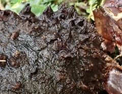 Strobilomyces confusus