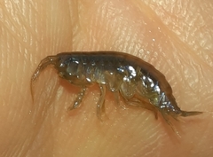 Gammarus