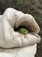 Hyla intermedia