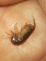 Gammarus