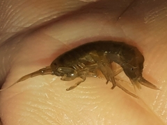 Gammarus
