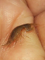Gammarus
