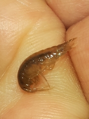 Gammarus