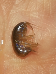 Gammarus