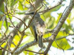 Lichmera indistincta