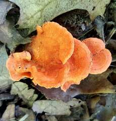 Cantharellus corallinus