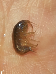 Gammarus