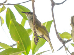 Lichmera indistincta