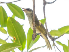 Lichmera indistincta