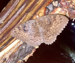 Erebus walkeri