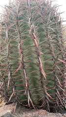 Ferocactus