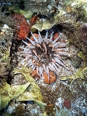Anthopleura anjunae
