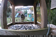 Lophophanes cristatus