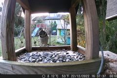 Lophophanes cristatus