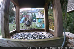 Lophophanes cristatus