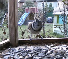 Lophophanes cristatus