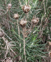 Helichrysum stoechas
