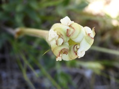 Mandevilla petraea