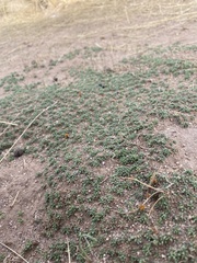 Senecio humillimus