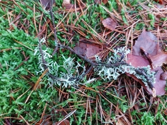 Pseudevernia furfuracea